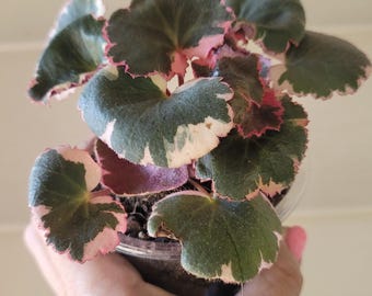 Begonia Snow Capped Variegated - Exact Plant; Fully Rooted; US