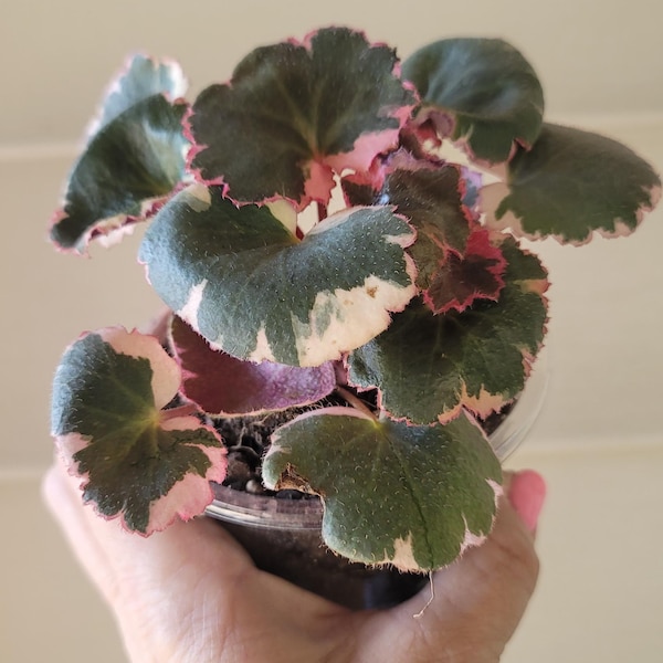 Begonia Strawberry Variegated Tricolor Teacher Gift– Rare Live Houseplant