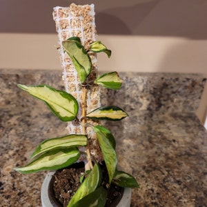 Flat moss plank white, 1.5&quot; wide moss plank pole, small climbing vine shingles, tiny trailing plants- different sizes, humidifies