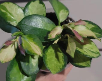 Hoya Lisa Variegated Tricolor- Tropical hanging Houseplant