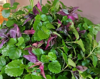 Purple Wandering Jew & Swedish Ivy Creeping Charlie Combo – Easy Care Hanging basket