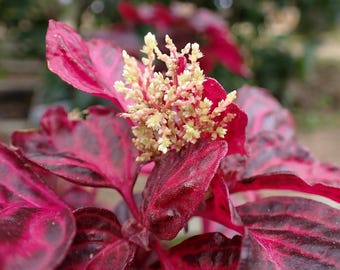 Bloodleaf Iresine Herbstii Chicken Gizzard – Burgundy Live rooted plants