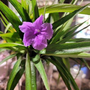 Mexican Petunia Purple Showers- Ruellia - Heat/drought tolerant. Multiple plants per set. Pollinators, perennial and full sun. Easy Grow.