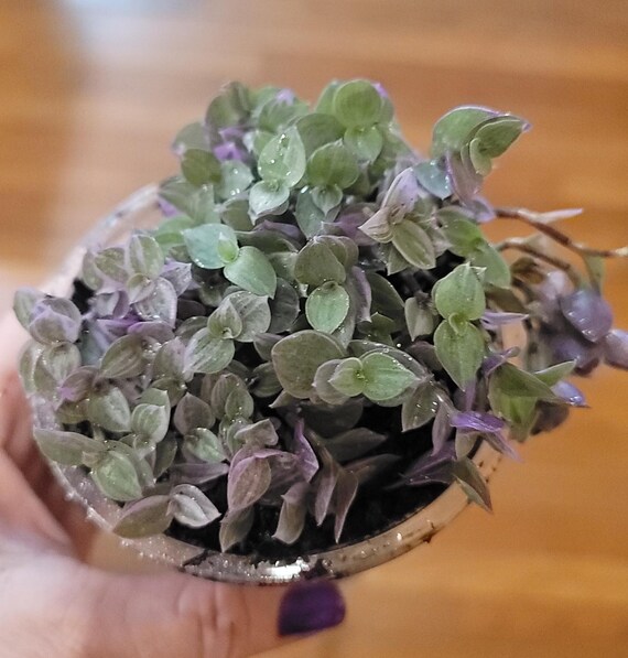 Turtle Vine Pink Panther- Callisia Tradescantia - 4" Live house plants. Easy grow dish garden, hanging baskets, rock walls