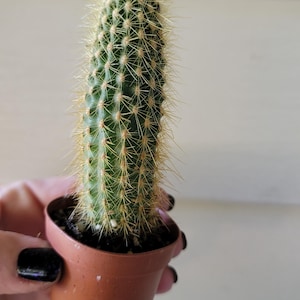 May include: A small cactus in a brown plastic pot. The cactus is green with yellow spines and a white, fluffy top. The pot is held by a hand with black nail polish.