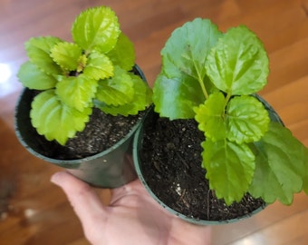 Two plants Sweden Ivy Glossy Leaf Creeping Charlie Creep HEAT PACK INCLUDED - live rooted house plant, charley swedish gift idea easter