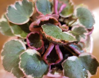 4" Pink Variegated Strawberry Begonia - Saxafraga  - lots of pink, easy care, live rooted house plant