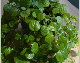 Sweden Ivy Creeping Charlie -HEAT PACK INCLUDED- glossy leaf- live rooted house plant- creep charley swedish garden gift idea sale