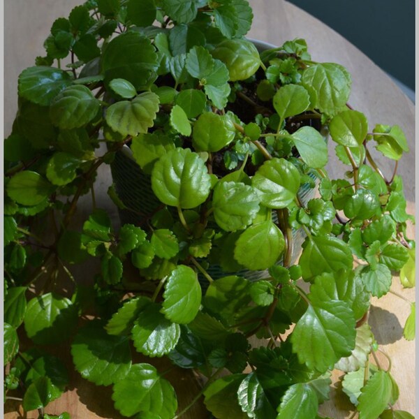 Sweden Ivy Creeping Charlie -HEAT PACK INCLUDED- glossy leaf- live rooted house plant- creep charley swedish garden gift idea easter sale