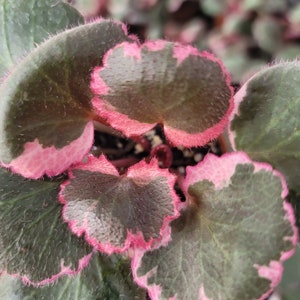 SALE! pink begonia variegated - Tricolor - live rooted house plant gift sale easy care idea for friendship