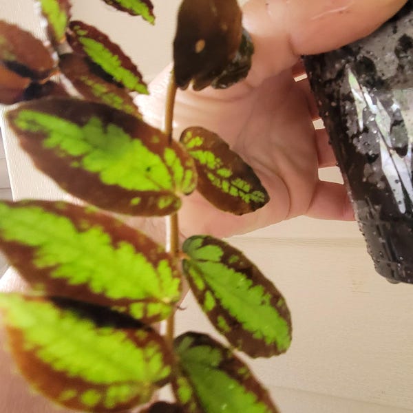 Watermelon Begonia Pellionia Pulchra – Rare Trailing Houseplant with Striped Foliage