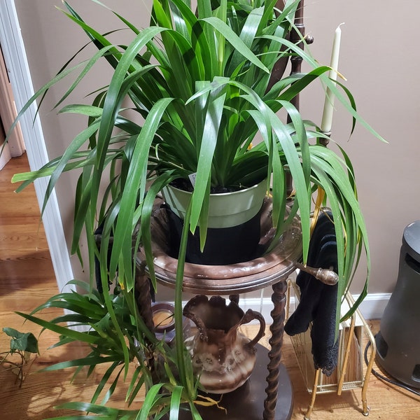 Rare House Plants Etsy