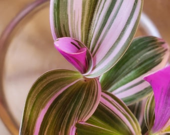 Tradescantia Nanouk Cutting: Pink Purple Variegated Houseplant Starter (Unrooted)
