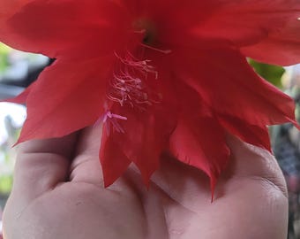 Ric Rac Fish bone Epiphyllum - Tropical Succulent Houseplant - fits 5” Pot