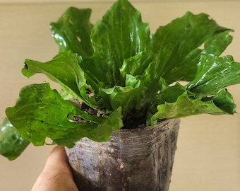 Large Broad leaf Plantain – Hardy Perennial landscape for Cottage & Wildlife Gardens. False Hosta