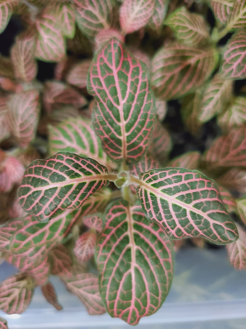 Nerve plant mini pink compact growth live plant tropical