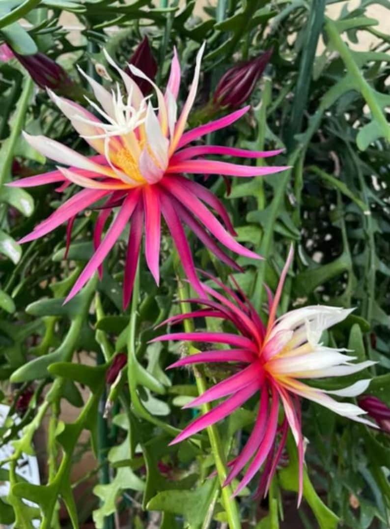 Ric Rac Baskets Ric Rac Fish Bone Epiphyllum - Tropical Succulent Houseplant - 4” Pot ...