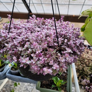 Callisia Pink Panther, also known as Callisia Repens, Pink Lady, Turtle Vine, and Inch Plant, is a fast‑spreading, easy‑to‑grow plant that shines in hanging baskets or tucked into rock wall crevices. Indoors or outdoors, it forms a dense, colorful ground cover that stays compact and low‑maintenance. Easter spring live house plant sale.