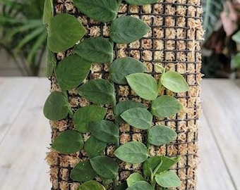 Flat Moss Plank- 6" wide Black Plant Support for Trailing Vines