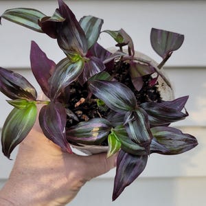 Variegated Purple Wandering Jew Plant - Tradescantia Zebrina