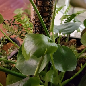 Mixed Green Moss Pole: Plant Support for Hoya, Monstera, Philodendron