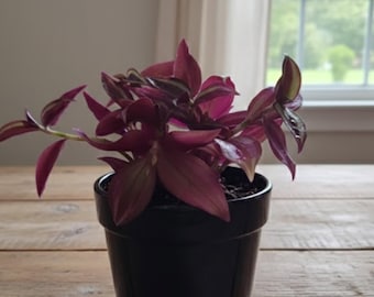 Variegated Purple Wandering Dude Jew – Multiple Variegations, Easy Care Live Houseplant- Multiple Plants