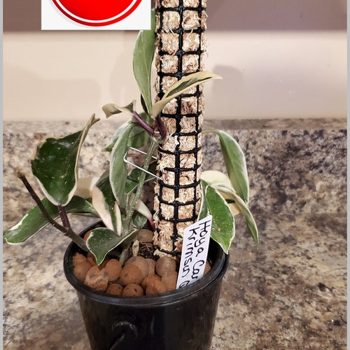 Moss Pole 1" Diameter Totem for Climbing Plants