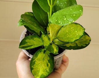 Hoya Lisa Variegated Tricolor-  2 plants - Fast shipping - Tropical Houseplant Vibrant Foliage