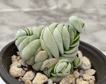 Crassula alstonii