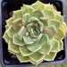 see more listings in the Echeverias section