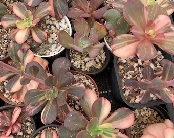 Echeveria primadonna
