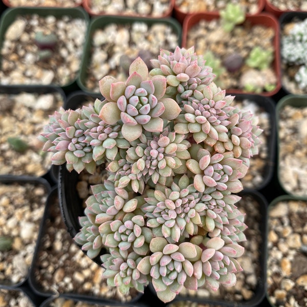 Echeveria Chrissy ryan