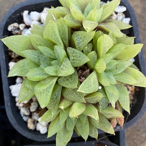 Haworthia retusa suberecta