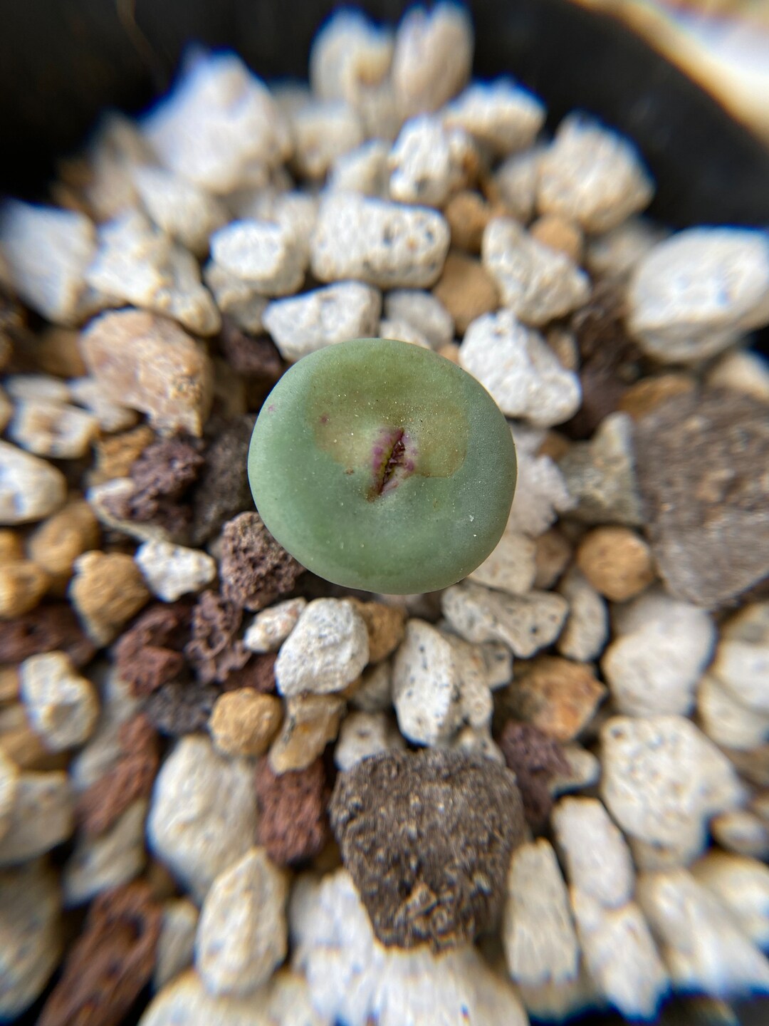 Conophytum Pageae - Etsy