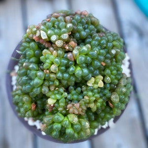 Haworthia cooperi