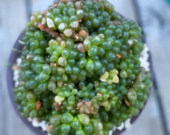 Haworthia cooperi