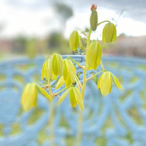 albuca frizzle sizzle