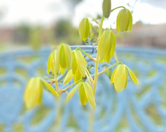 albuca frizzle sizzle