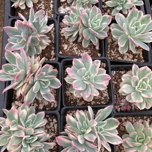 Echeveria luella variegated