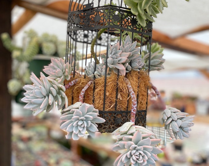 Pachyveria Simonasa/'powder Puff Variegated Etsy