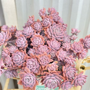 Echeveria milkyway