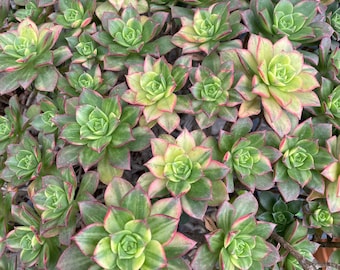 Aeonium haworthii kiwi variegated cutting - rare