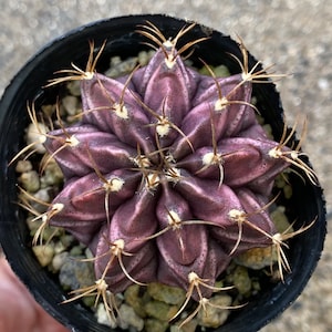 Gymnocalycium mihanovichii ‘T-rex’