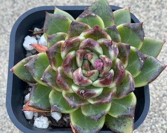 Echeveria black claws