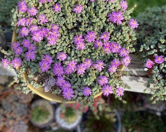 Braunsia maximiliani, Beads lampranthus