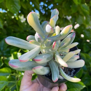 Cotyledon orbiculata longleaf variegated