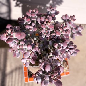 Cotyledon orbiculata