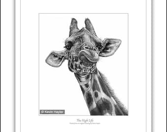 350 New Giraffe wall art print signed Limited edition wildlife pencil drawing