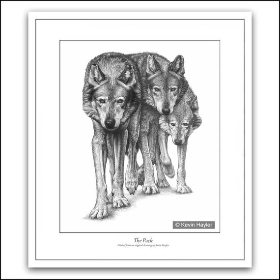 Grey Wolf Print Picture Gray Timber Wolves Wildlife Wall Art Animal Poster Drawing Black And White Signed Graphite Pencil Sketch Portrait