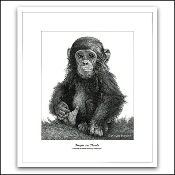 Chimp Art Print Chimps Monkeys Portrait Monkey Picture Cute Etsy Chimp Art Print Chimps Monkeys Portrait Monkey Picture Cute Etsy